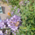 Village Educational Gardens