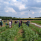 Norwich Farmshare Community Supported Agriculture