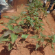 Kamakunji Rabbit Shamba