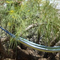 The Joshua Tree Homestead Permaculture Experiment