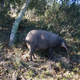 Pigs for soil restoration