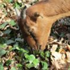 Foreign Invasive Plant Management with Goats at Historic Spring Grove Cemetery and Arboretum