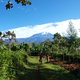 Recovery of Foodforestsystems at foot of Kilimanjaro