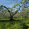Vesterbacka Organic Apple Orchard