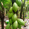Regenerative Agroforestry-Abandoned Cacao farms Restoration Project, Gola Rainforest, Sierra Leone