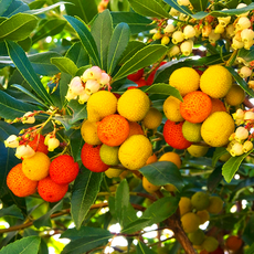 Ethiopia