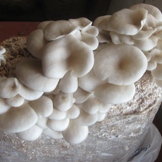 Mushroom Cultivation in Small Scale