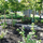 Student Permaculture Garden on PSU Campus
