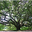 Big oak tree 11913