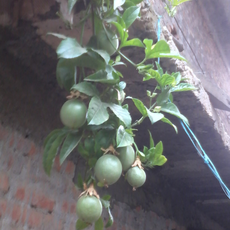 Prabina Shrestha