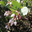 Manzaniti blossoms