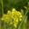 Brassica nigra black mustard mustard family