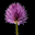 Small flower 202724 640