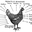 Permaculture chicken