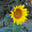 Sunflower111