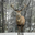 Resize of elk in the winter