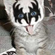 Lie Cat