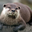 250px loutre d'europe   lutra lutra %281%29