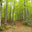 13971677 trail through the switzerland forest