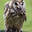 Owl1
