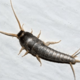 Silverfish Control  Brisbane