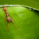 Ants Control Melbourne
