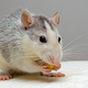 Rodent Control Sydney