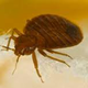 Bed Bugs Control Brisbane