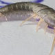 Silverfish Control Canberra