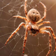 Spider Control  Melbourne