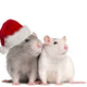Rodent Control  Melbourne
