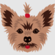yorkie puppies  for sale