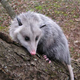 Humane Possum Removal  Perth