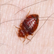 Peters Bed Bugs Control  Adelaide