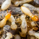 Peters Termite Control  Adelaide