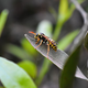 Frontline Wasp Control Adelaide