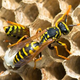 Frontline Wasp Removal Brisbane