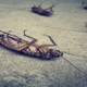 Wipeout Cockroach  Control Melbourne