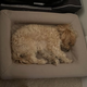best canine beds