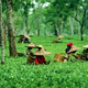 Assam Tour Packages