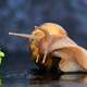 Snail Mucin