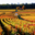 Cote doit justement son nom couleur son vignoble pendant automne meilleure photo illustrer automne 176652